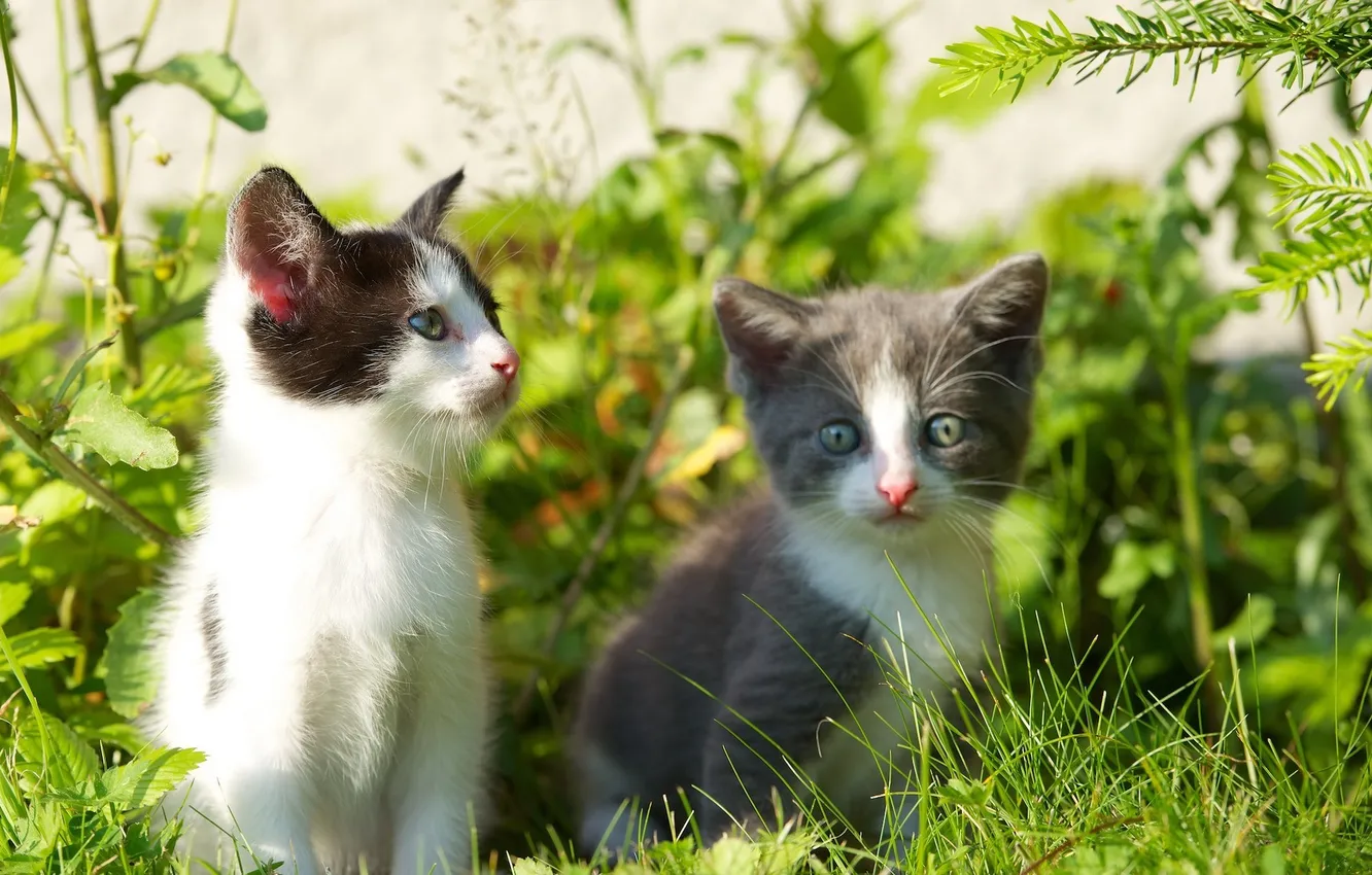 Фото обои котята, grass, травка, веточки, kittens, twigs