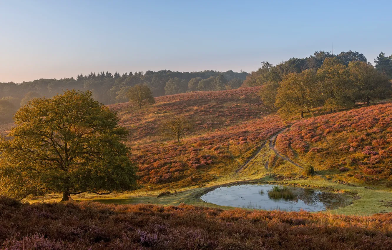 Фото обои рассвет, Нидерланды, Голландия, Rheden, Gelderland, Posbank