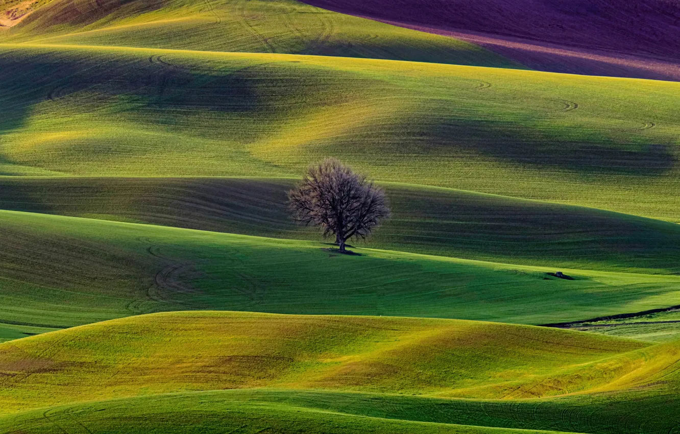 Фото обои трава, пейзаж, природа, дерево, холмы, поля