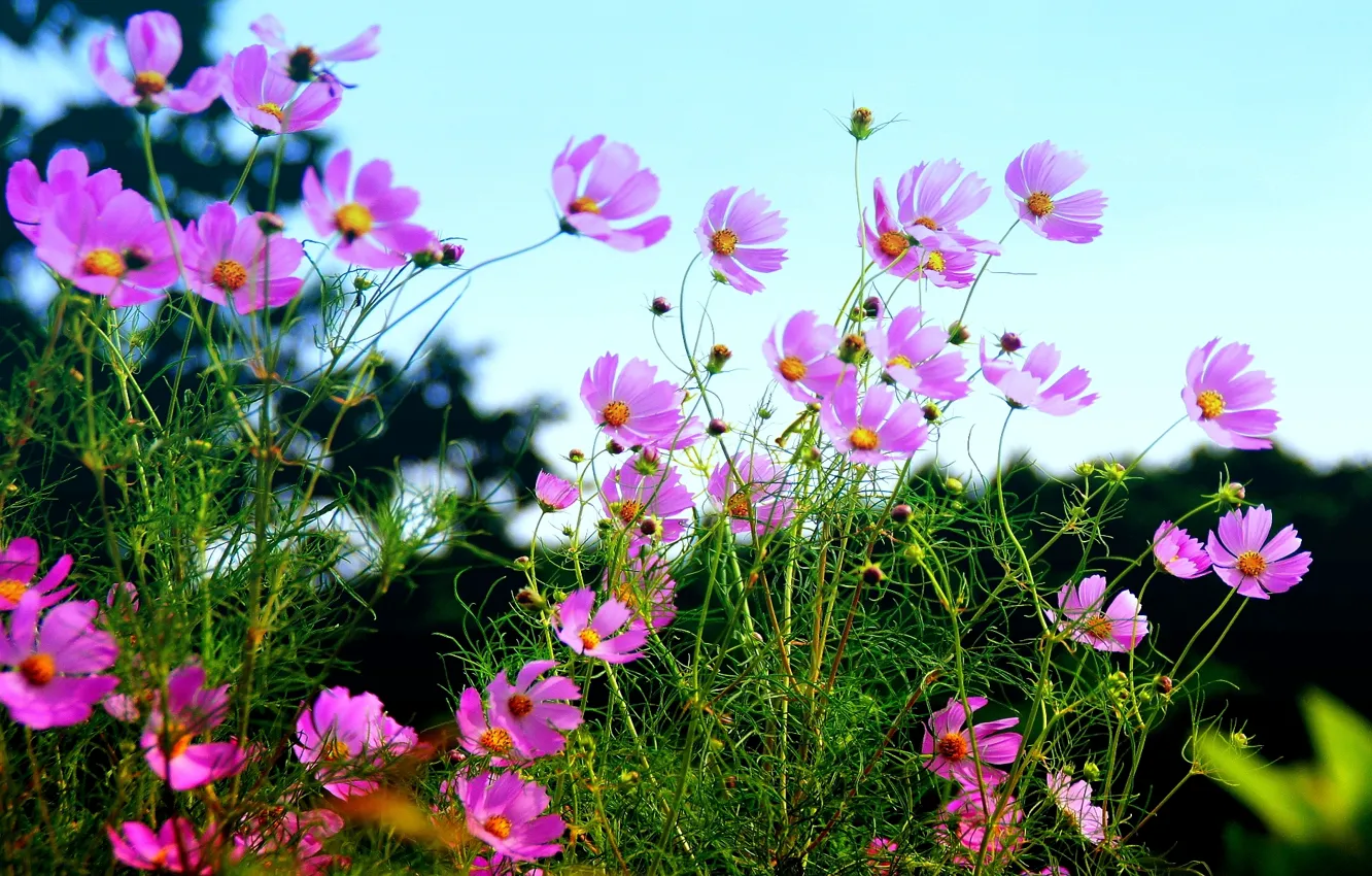 Фото обои summer, field, nature, pink, flowers, blossoms