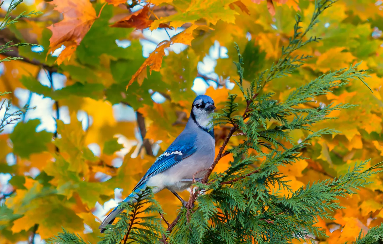 Фото обои осень, листья, дерево, птица, ветка