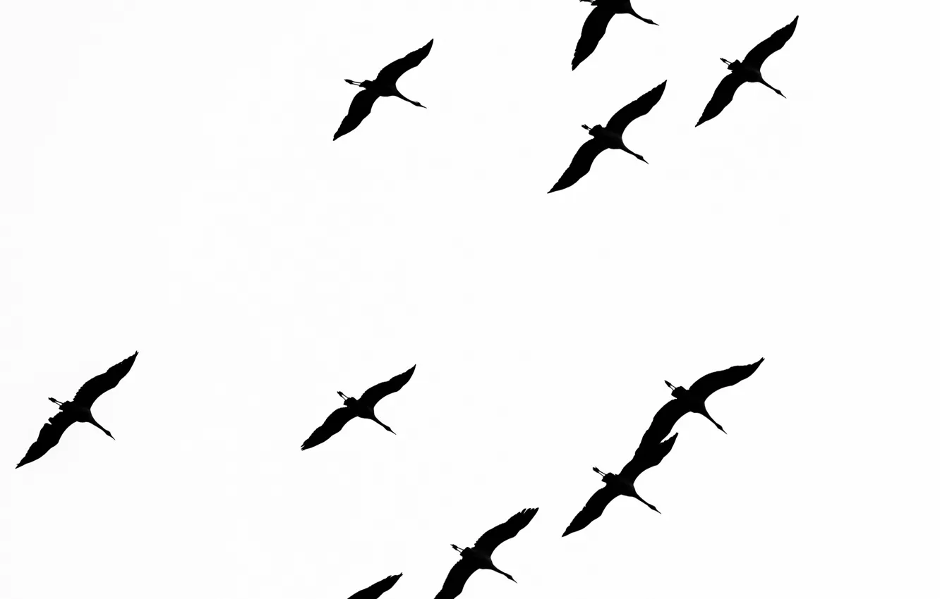 Фото обои свобода, птицы, полёт