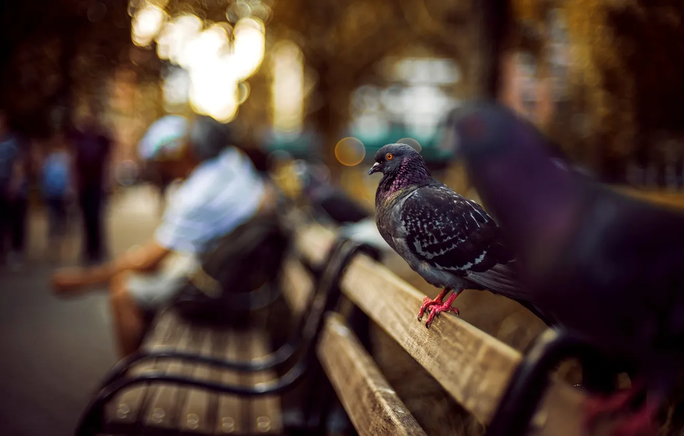 Фото обои скамейка, птицы, люди, улица, фокус, размытость, лавочка, голуби