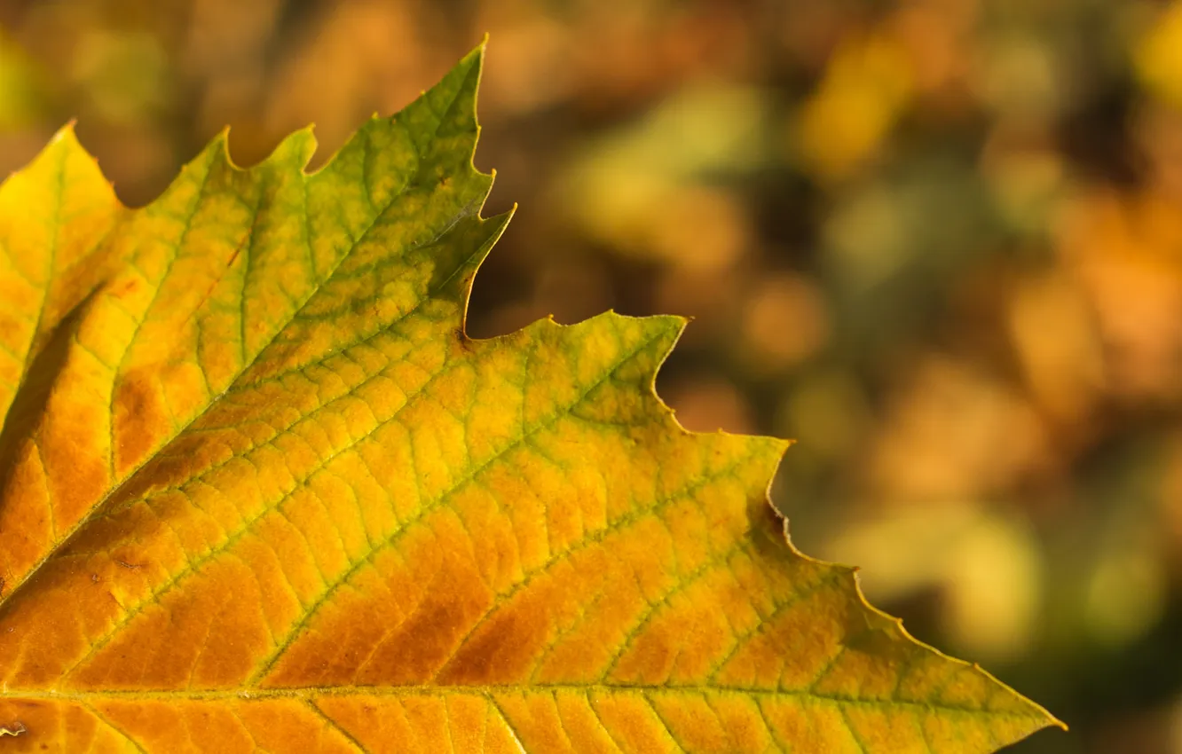 Фото обои осень, природа, лист, клен
