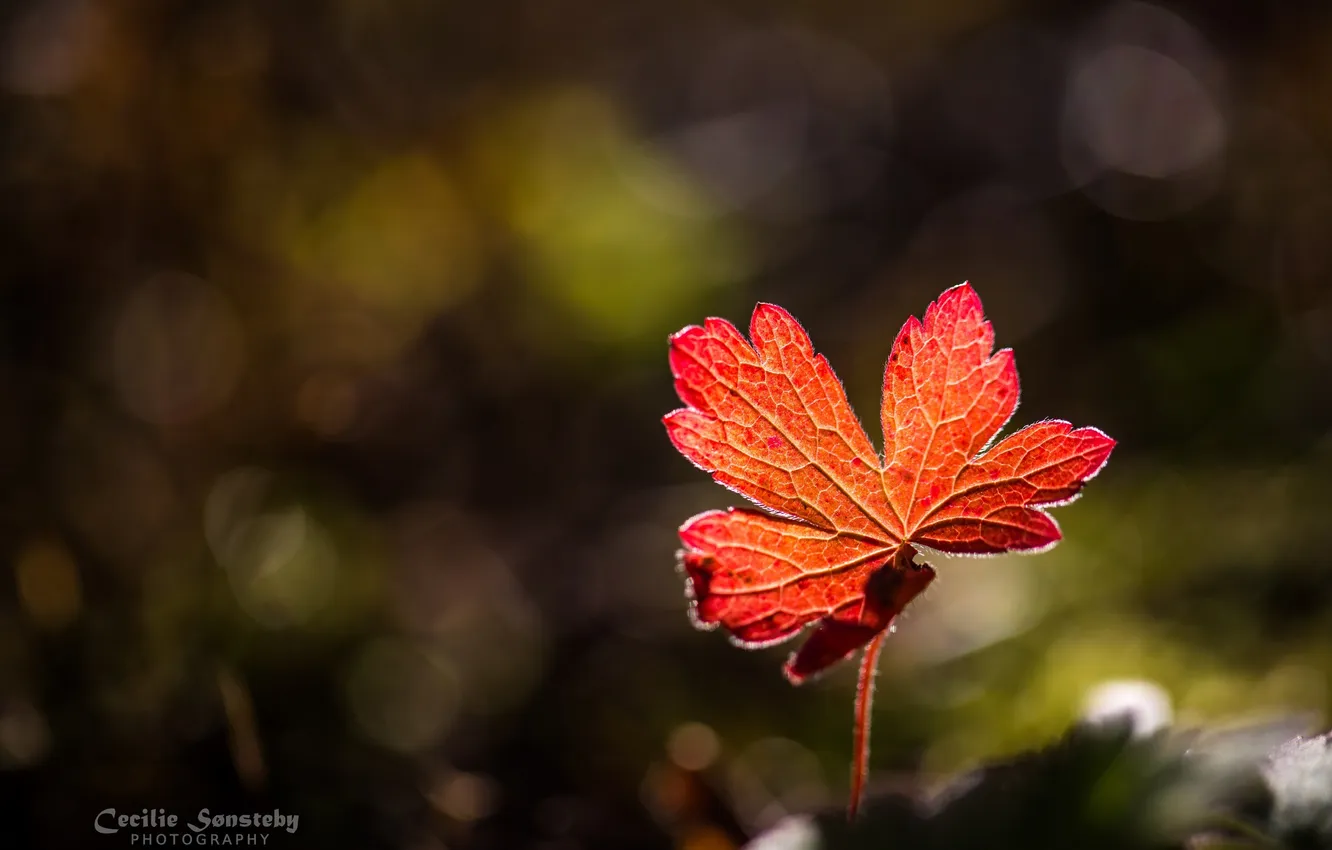 Фото обои осень, макро, свет, красный, листок
