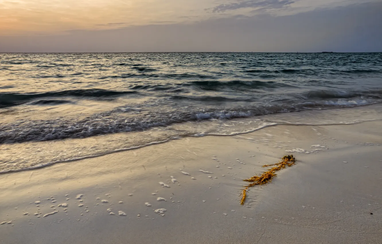 Фото обои песок, море, волны, пена, водоросли, тучи, мусор, берег