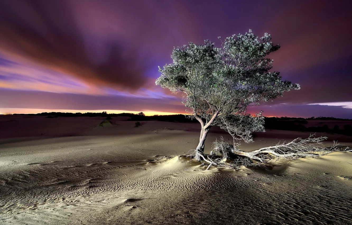 Фото обои пейзаж, ночь, дерево, пустыня
