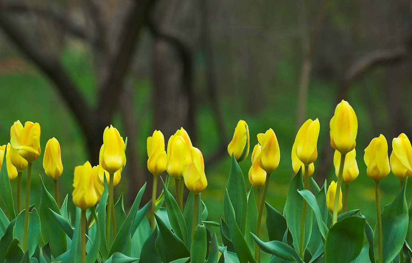 Фото обои цветы, желтый, природа, фокус, весна, Тюльпаны, бутоны