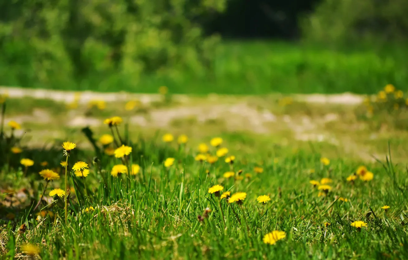 Фото обои лето, трава, цветы, природа, одуванчики