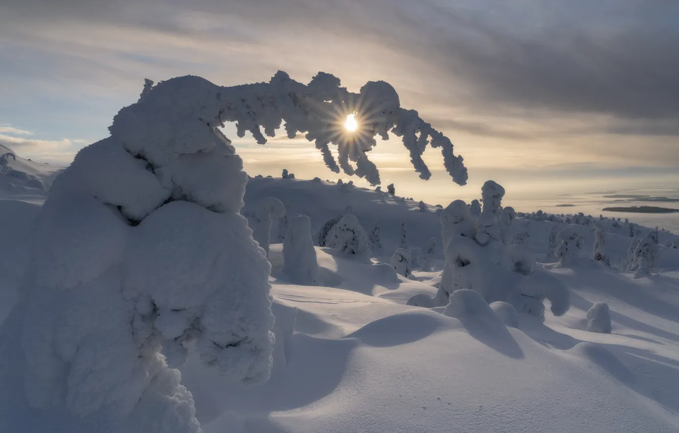 Фото обои зима, солнце, лучи, снег, деревья, пейзаж, природа, Юлия Шумляева