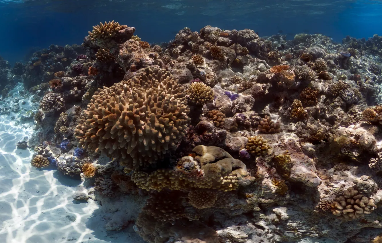 Фото обои море, Кораллы, рифы