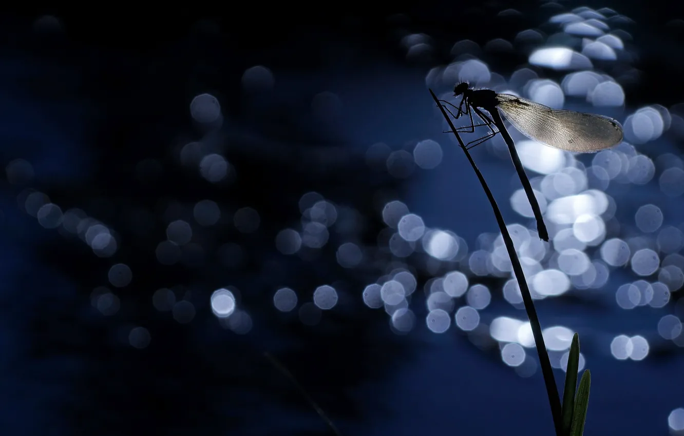 Фото обои ночь, крылья, стрекоза, силуэт, насекомое, травинка, боке, обои от lolita777