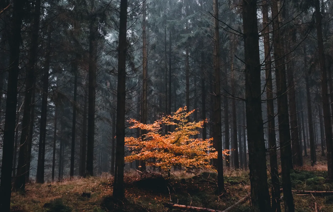 Фото обои лес, деревья, природа, Швеция, Sweden, Скания, David Sjunnesson, Skania