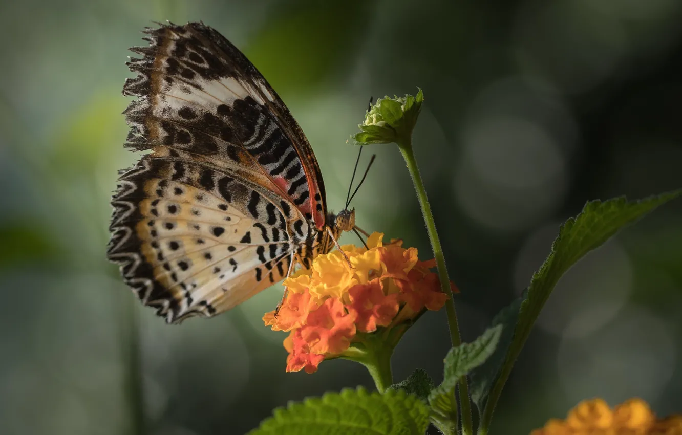 Фото обои цветок, бабочка, butterfly