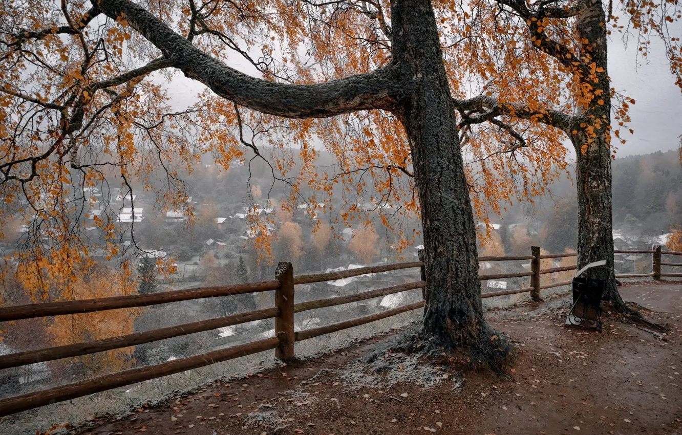 Фото обои осень, деревья, туман, обрыв, дерево, ветви, листва, село