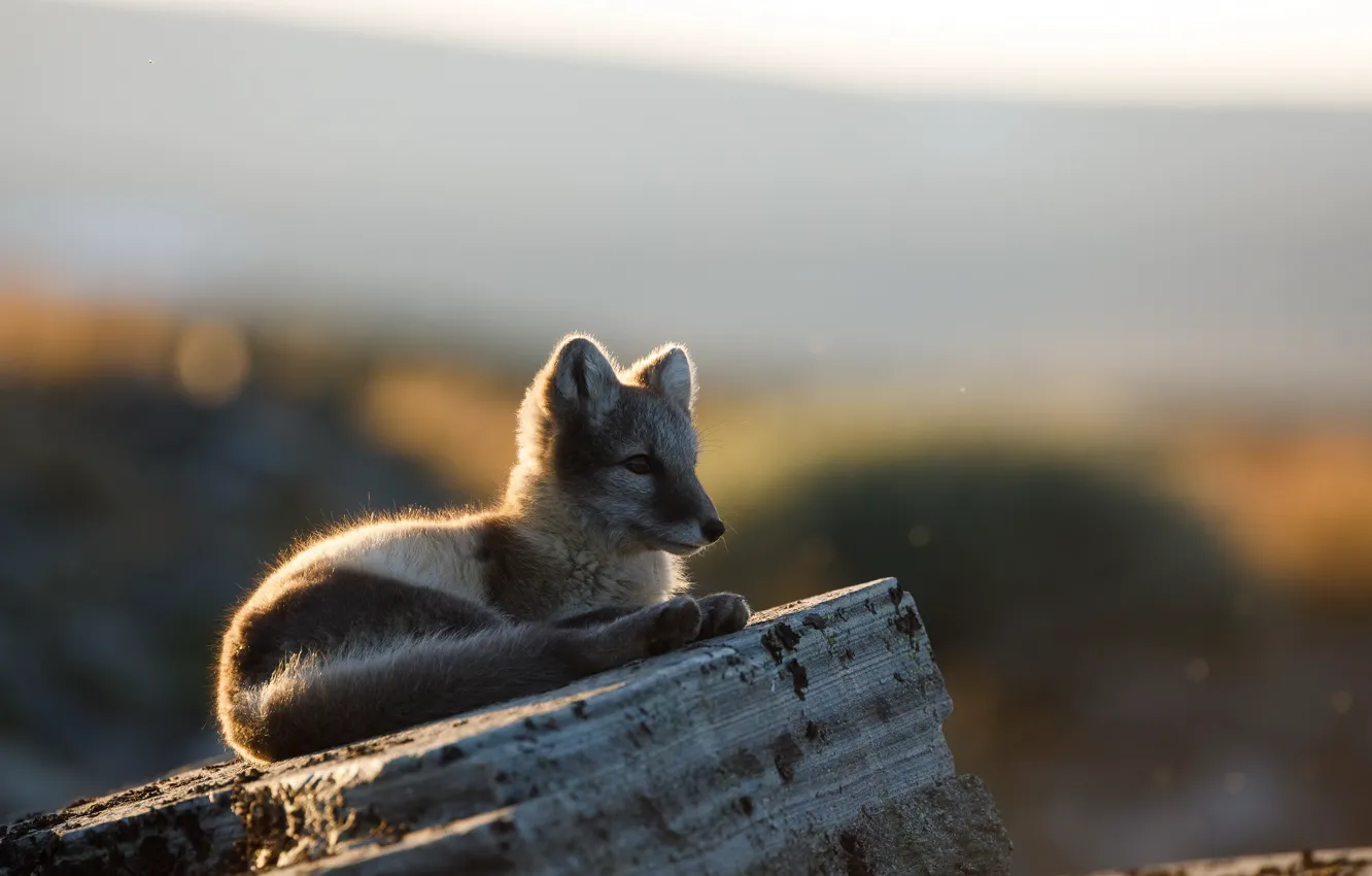 Фото обои природа, фон, Arctic fox
