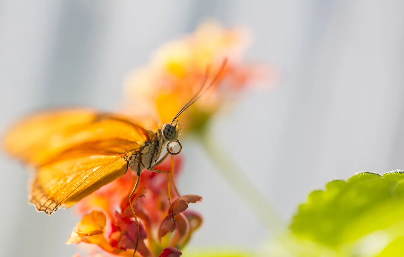 Фото обои flower, butterfly, leaf, makro