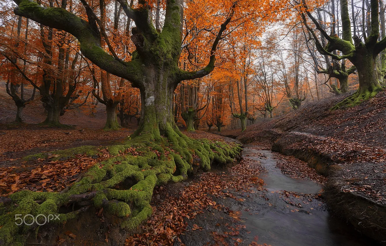 Фото обои осень, природа, Испания, баския