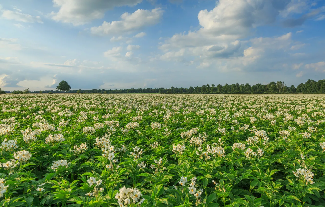 Фото обои поле, Нидерланды, Голландия, Aa en Hunze, Drenthe, цветущий картофель