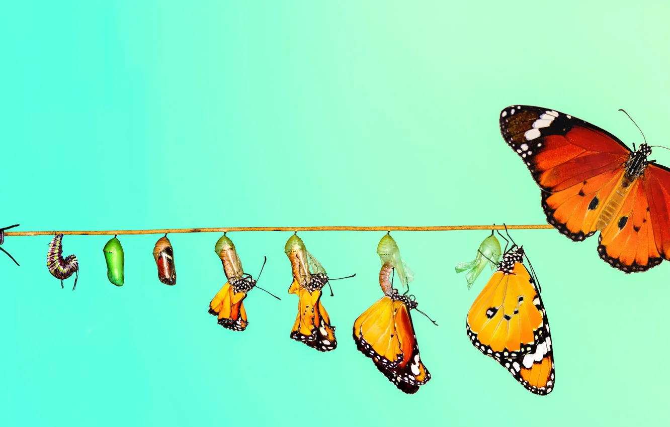 Фото обои гусеница, бабочка, butterfly, transformation, преобразование, caterpillar, mustafa öztürk