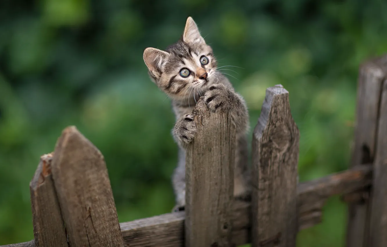 Фото обои взгляд, животное, забор, котёнок, Юрий Коротун