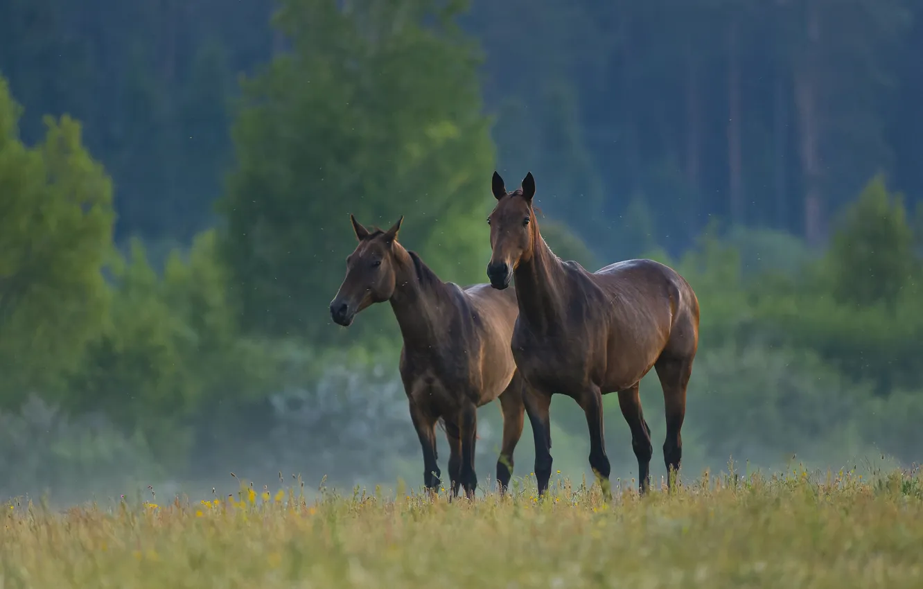 Фото обои поле, лес, конь, лошадь, пара, дымка, два коня