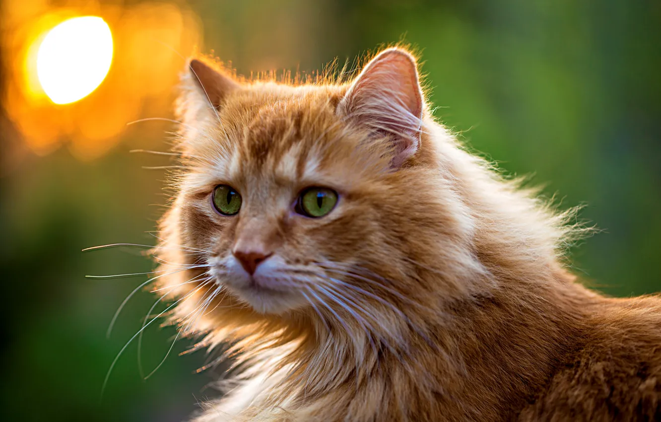 Фото обои зелень, кошка, глаза, кот, взгляд, морда, пушистый, рыжий