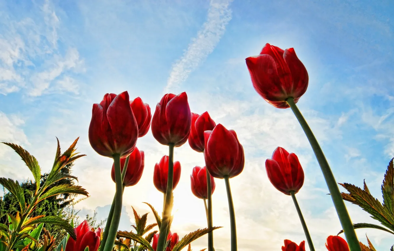 Фото обои небо, солнце, облака, стебли, тюльпаны, красные, бутоны