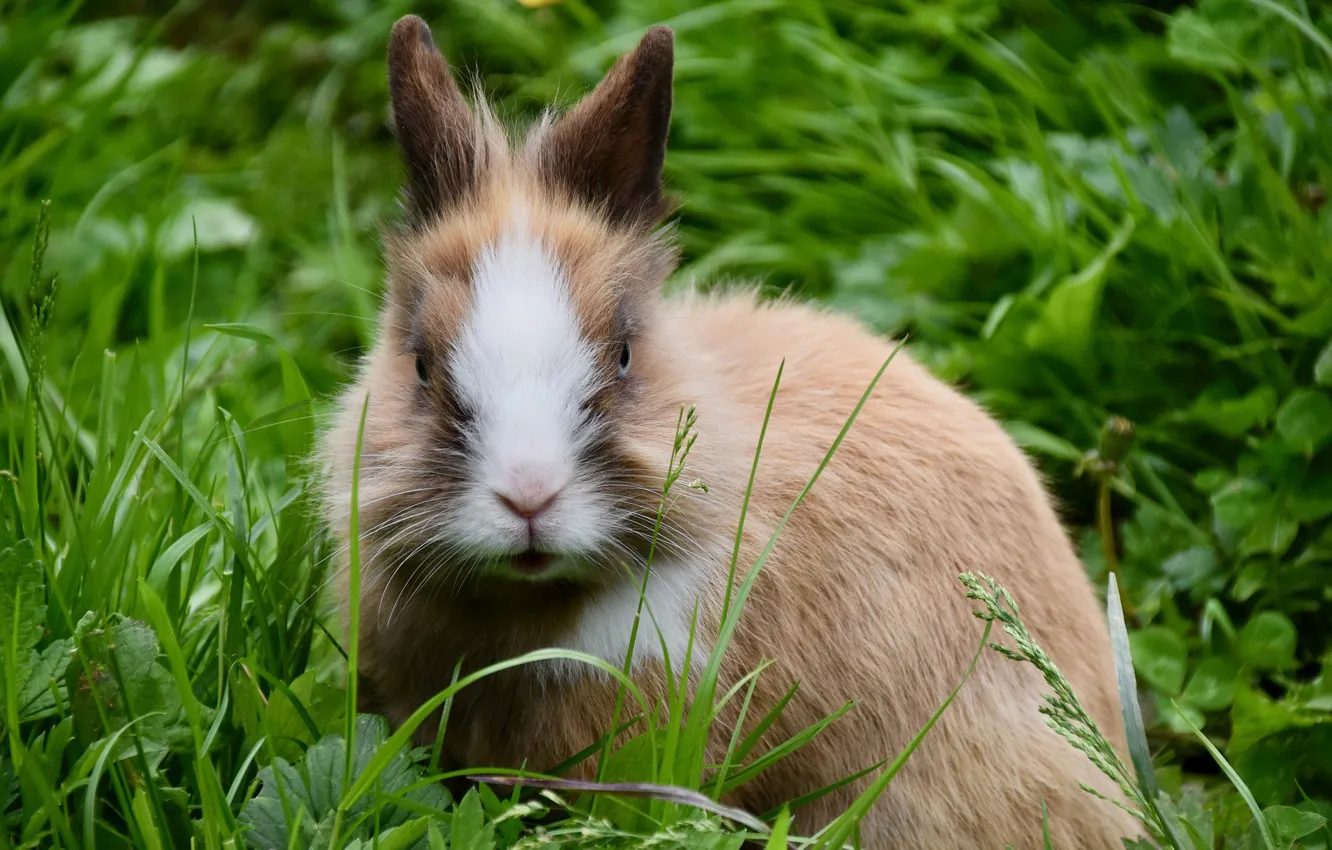 Фото обои трава, морда, кролик