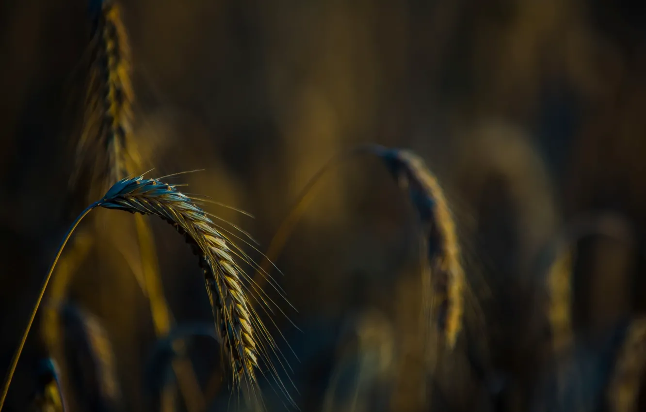 Фото обои пшеница, поле, макро, фон, widescreen, обои, рожь, размытие