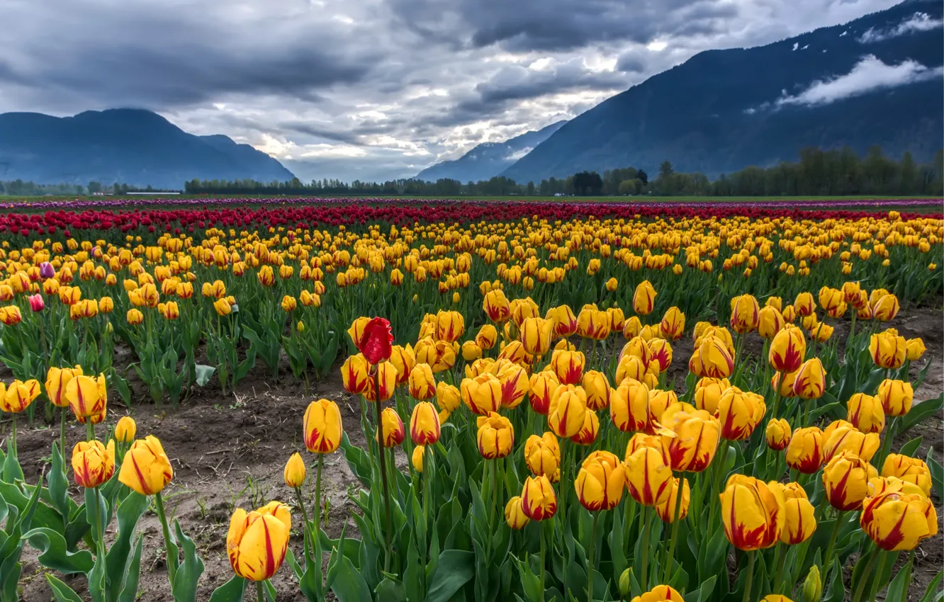 Фото обои поле, облака, пейзаж, горы, желтые, тюльпаны, красные, разноцветные