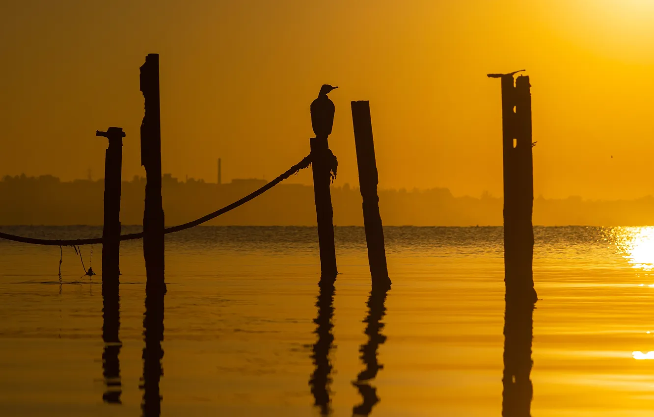 Фото обои bird, sunset, wood, sticks
