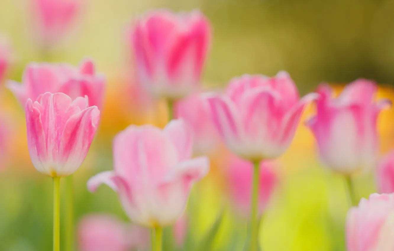 Фото обои весна, лепестки, сад, стебель, луг, тюльпаны