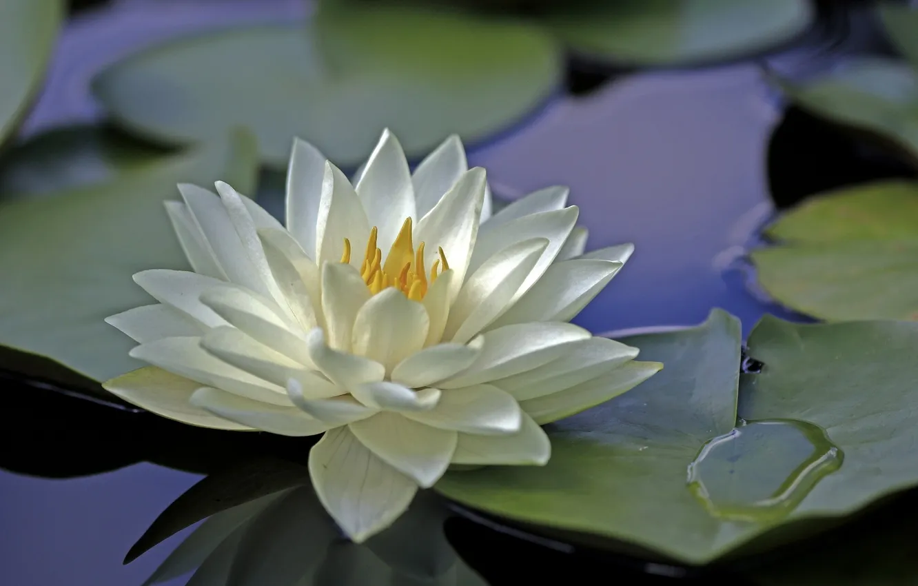 Фото обои цветок, вода, лилия, лепестки, белая, водяная