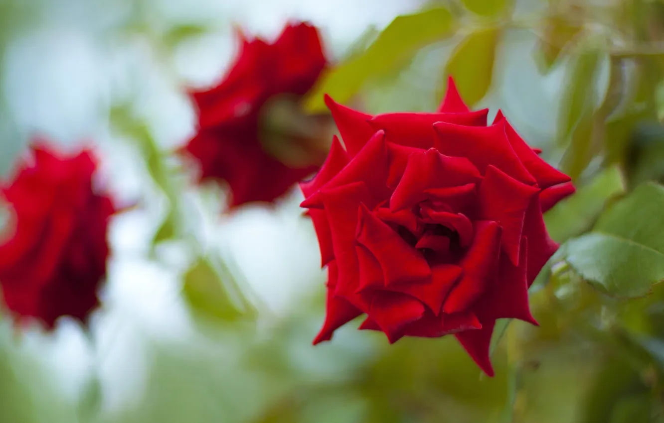Фото обои цветок, красное, роза