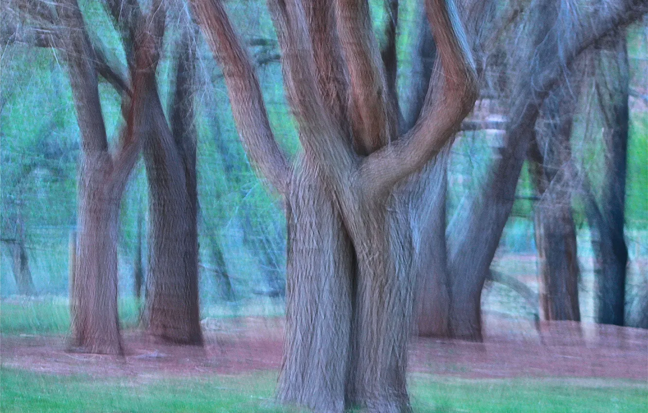 Фото обои лес, трава, деревья, абстракция, штрих