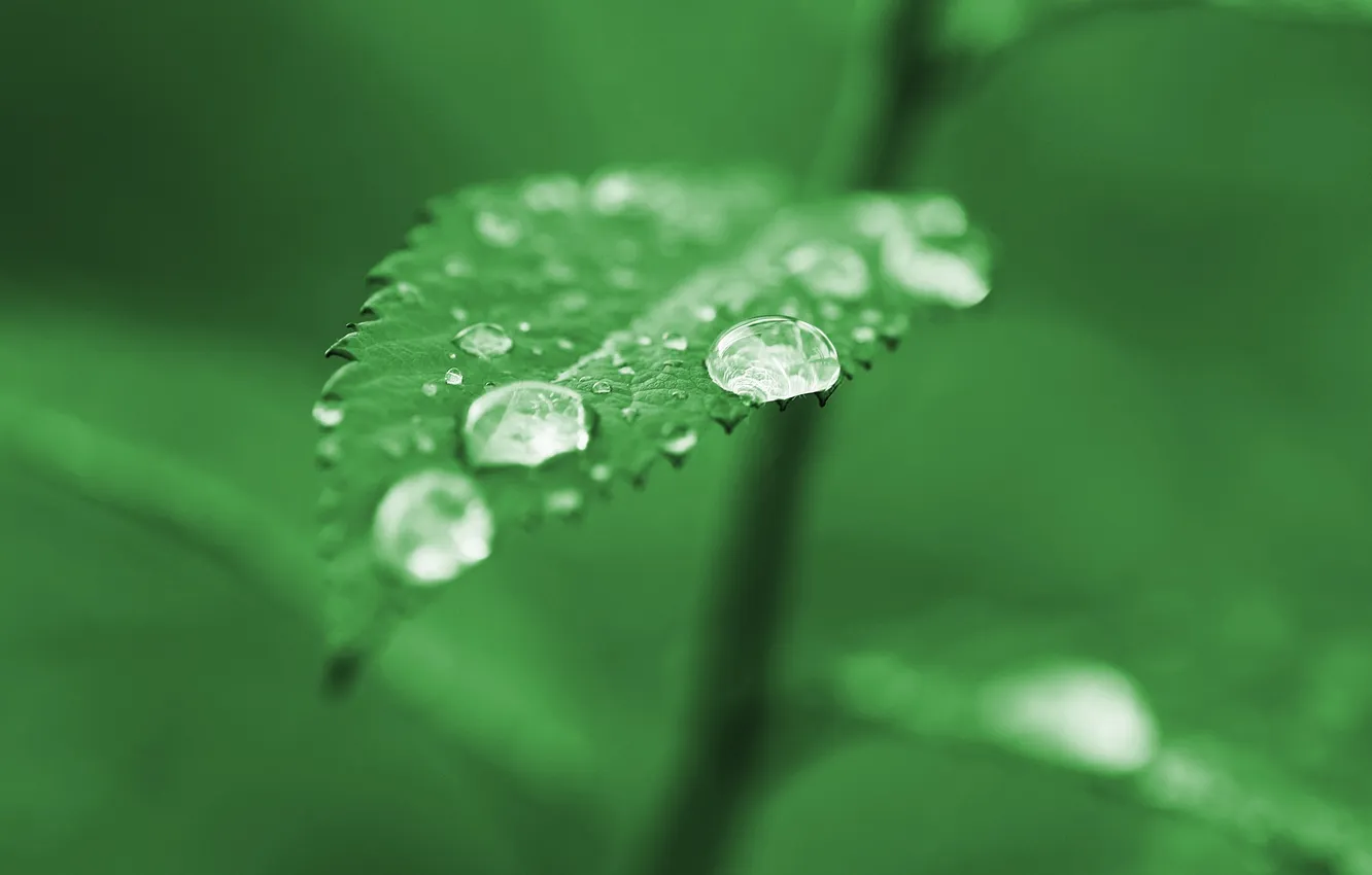 Фото обои зелень, капли, макро, лист, зеленый, дождь, green, листок