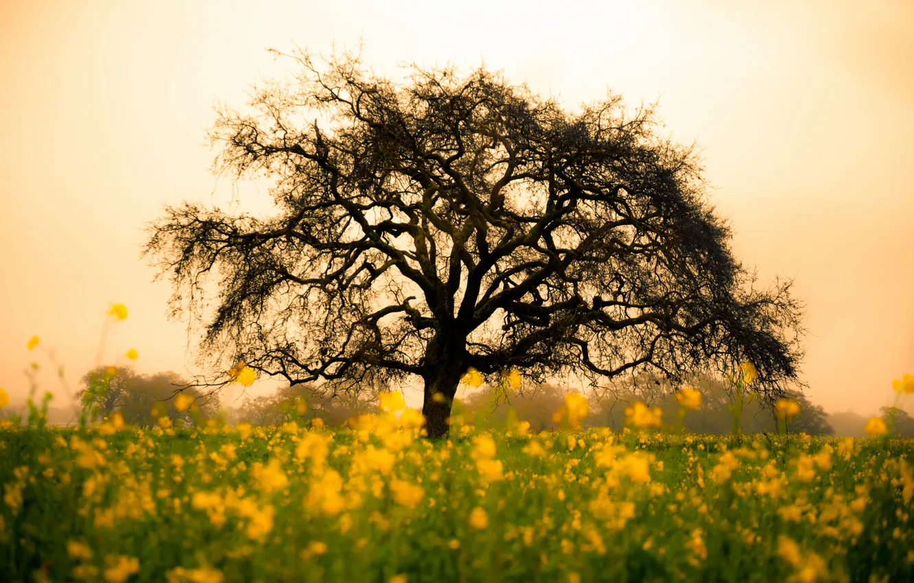 Фото обои поле, цветы, природа, дерево, жёлтые