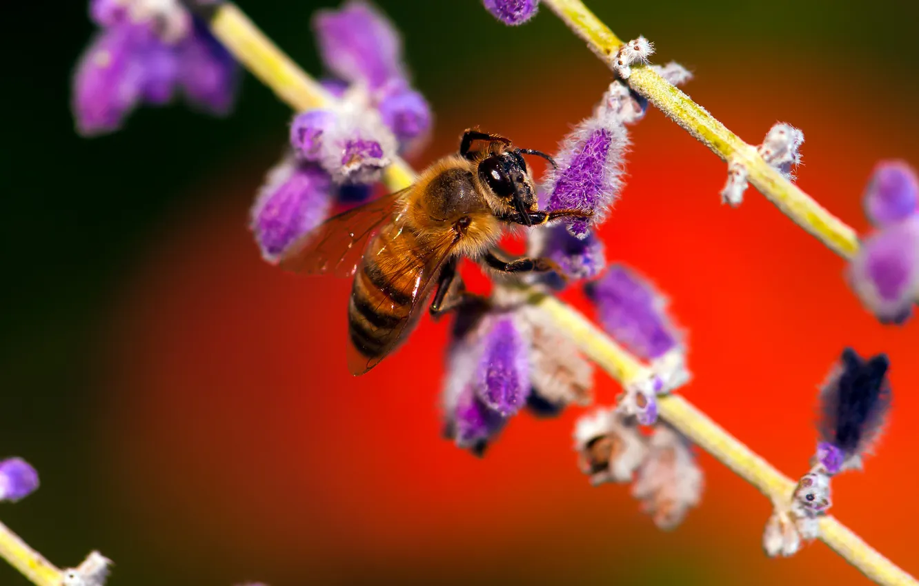 Фото обои цветок, пчела, растение, насекомое