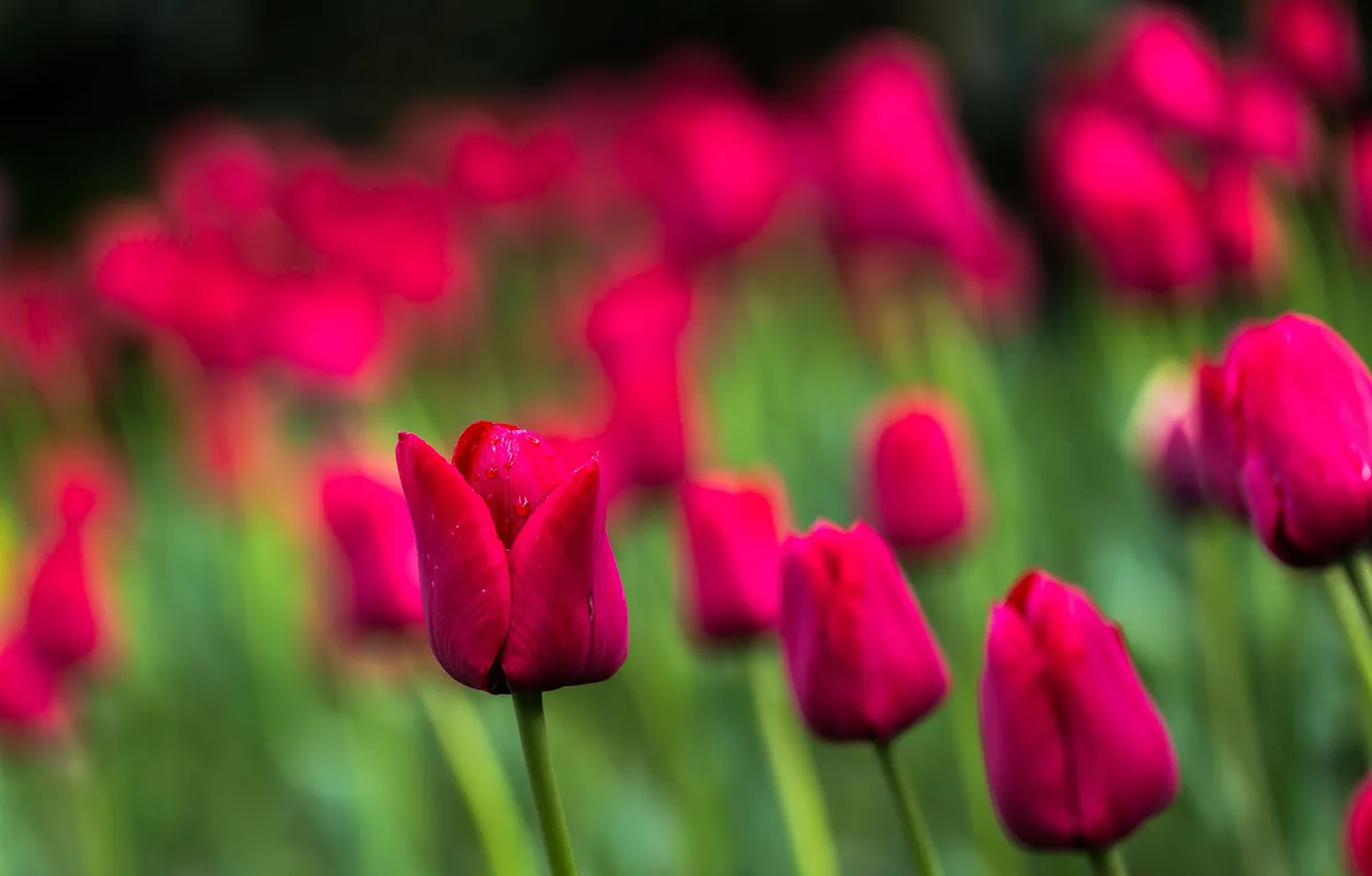 Фото обои краски, весна, лепестки, сад, луг, тюльпаны