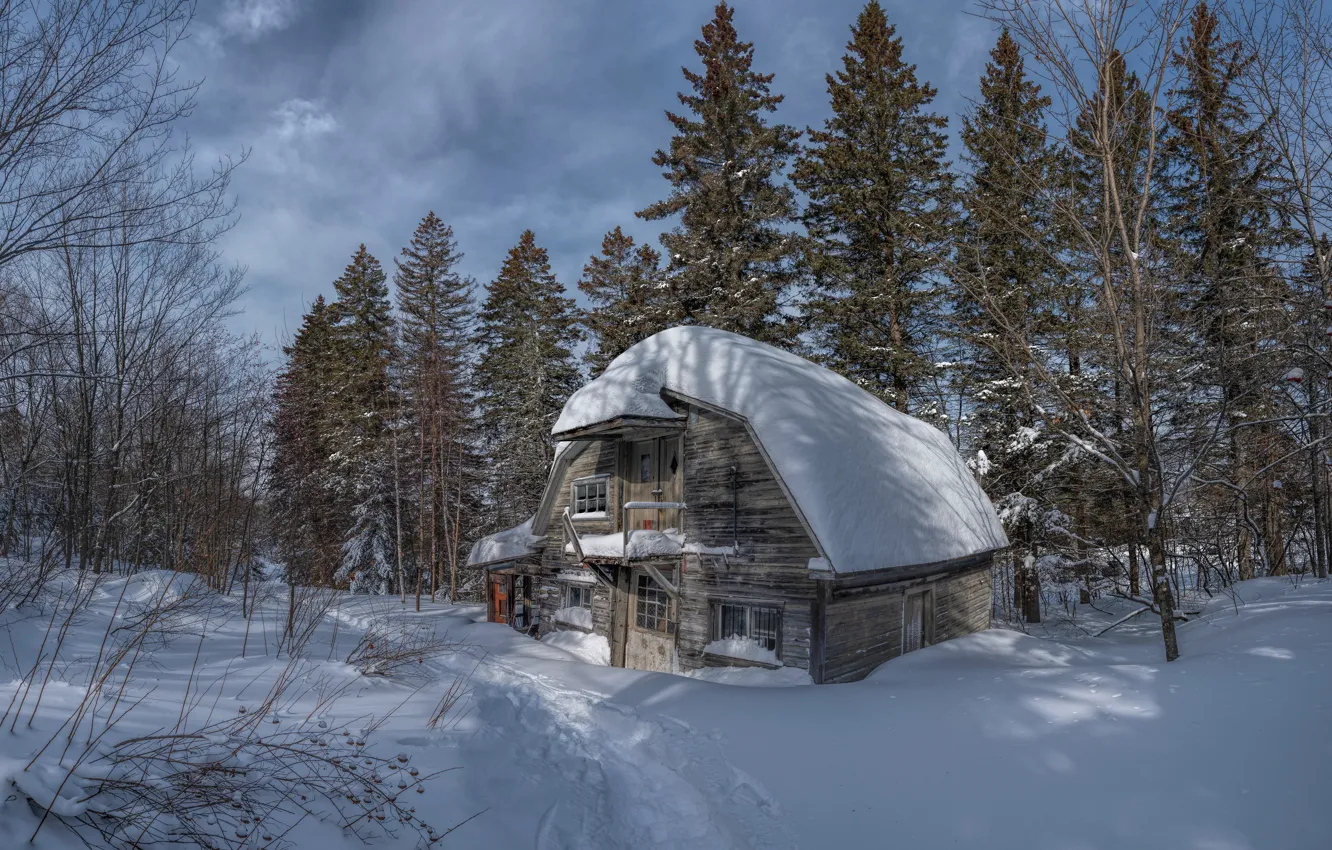 Фото обои лес, свет, снег, деревья, ветки, дом, сугробы, деревянный