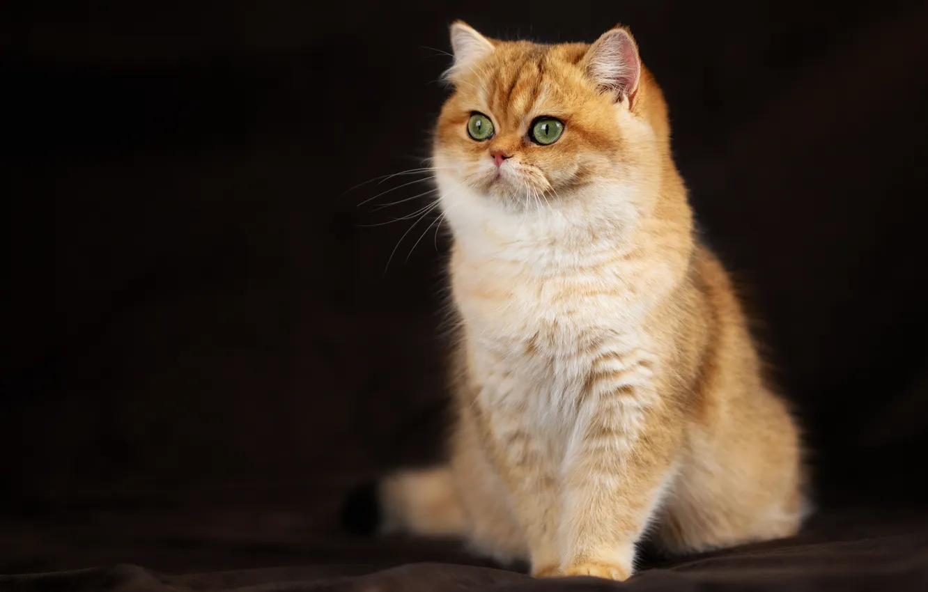 Фото обои фон, золотая шиншилла, Юлия Зубкова, Британская кошка