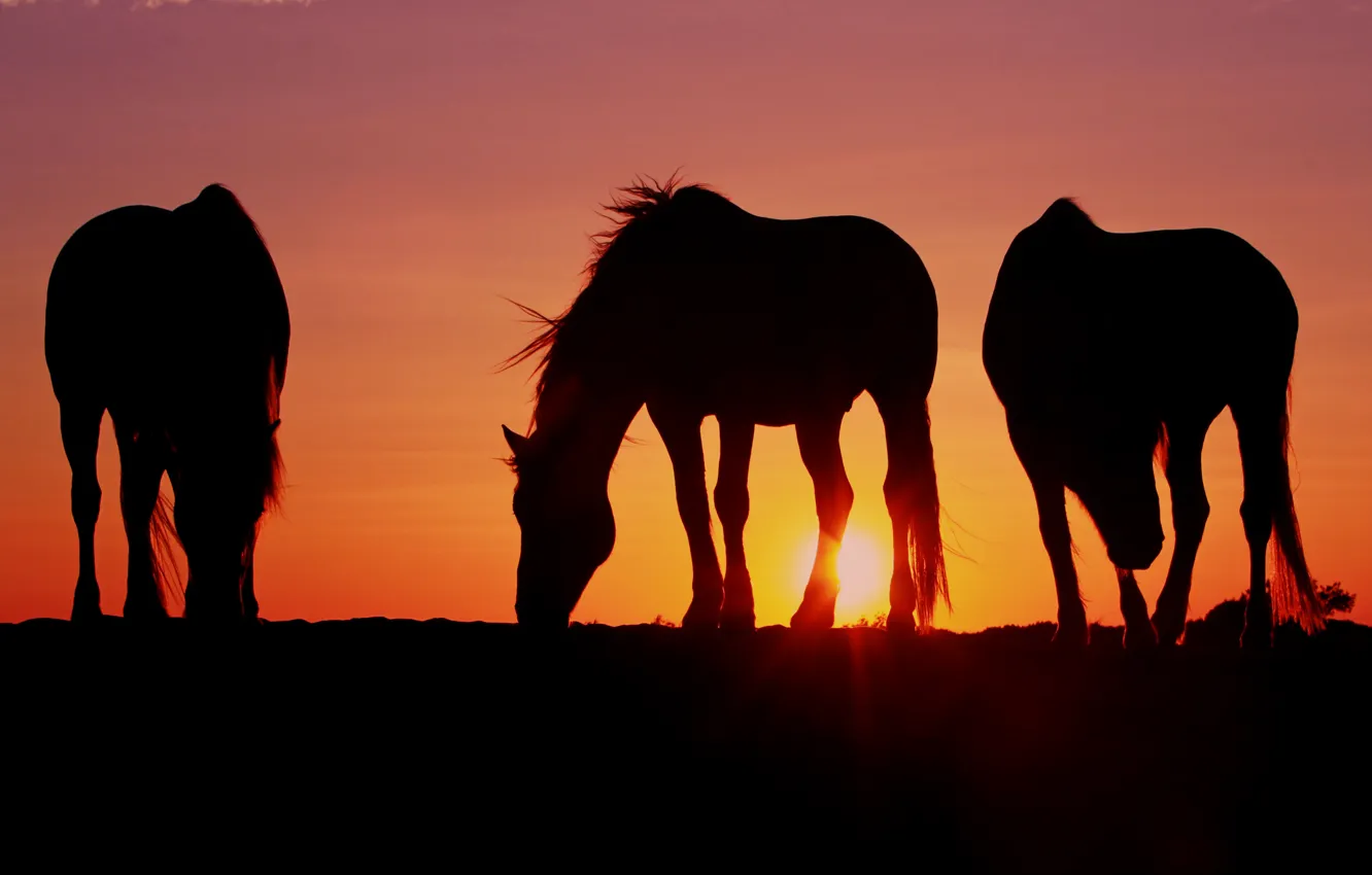 Фото обои солнце, закат, кони, вечер, лошади, три, обои от lolita777, пасутся