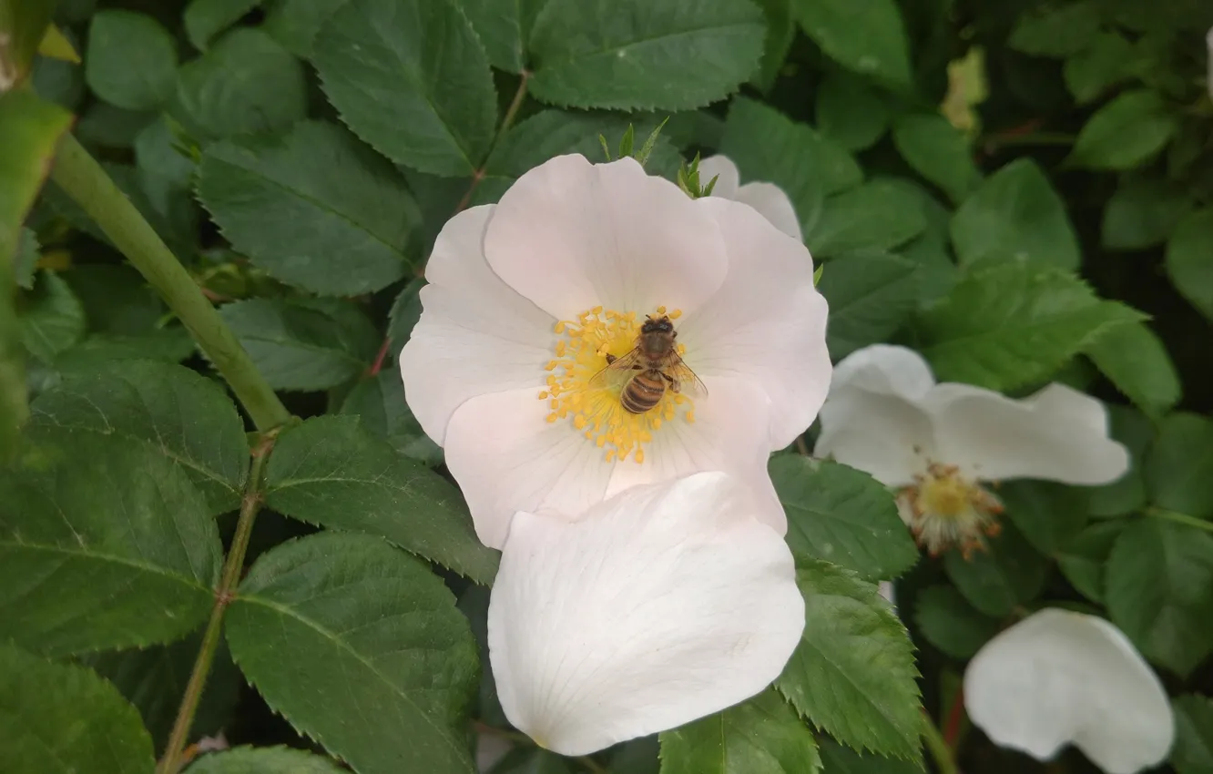 Фото обои пчела, шиповник, Mamala ©