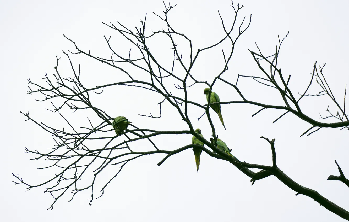 Фото обои branches, parakeets, cloudy