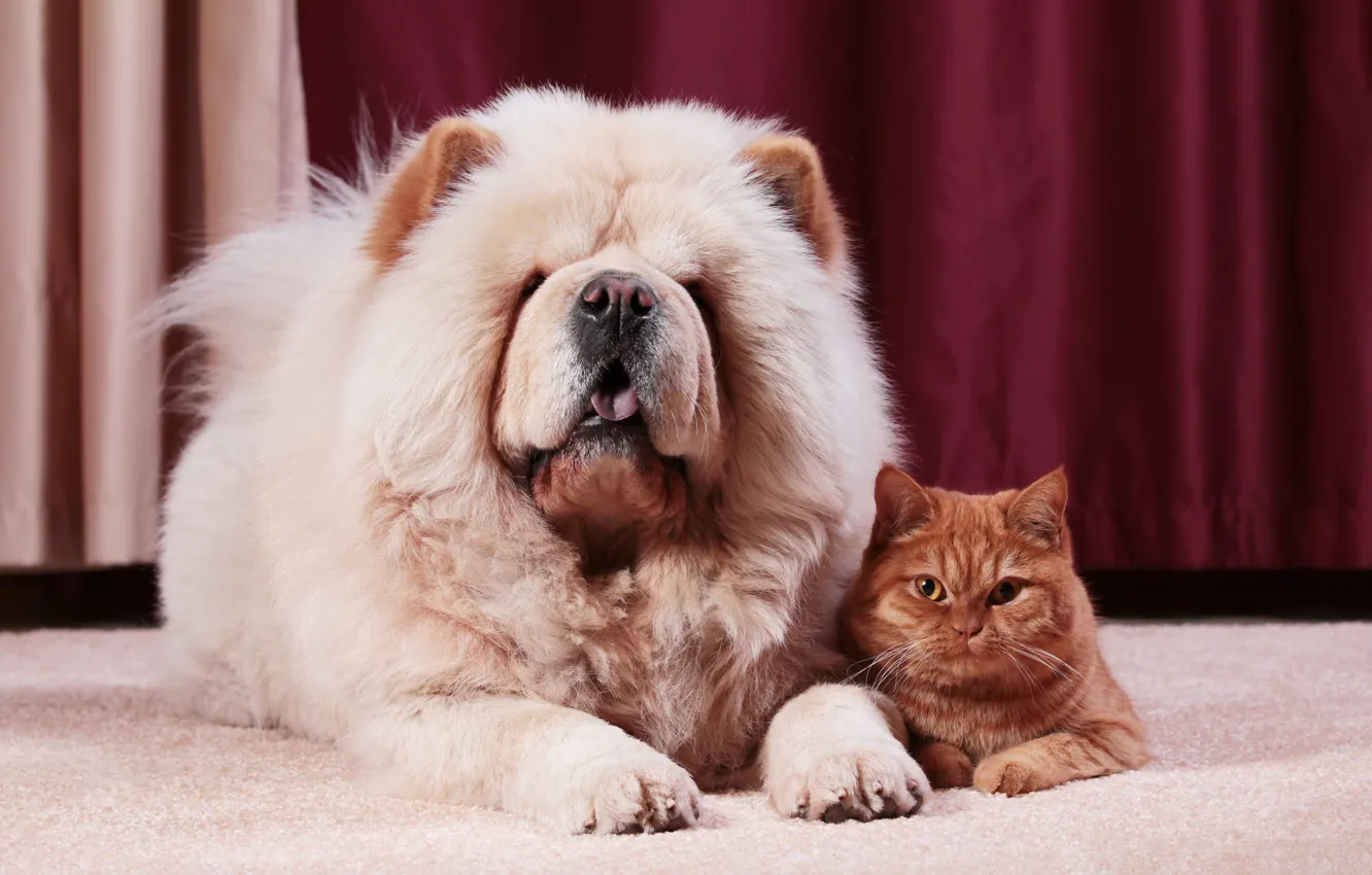 Фото обои язык, кошка, кот, котенок, вместе, портрет, собака, пушистый