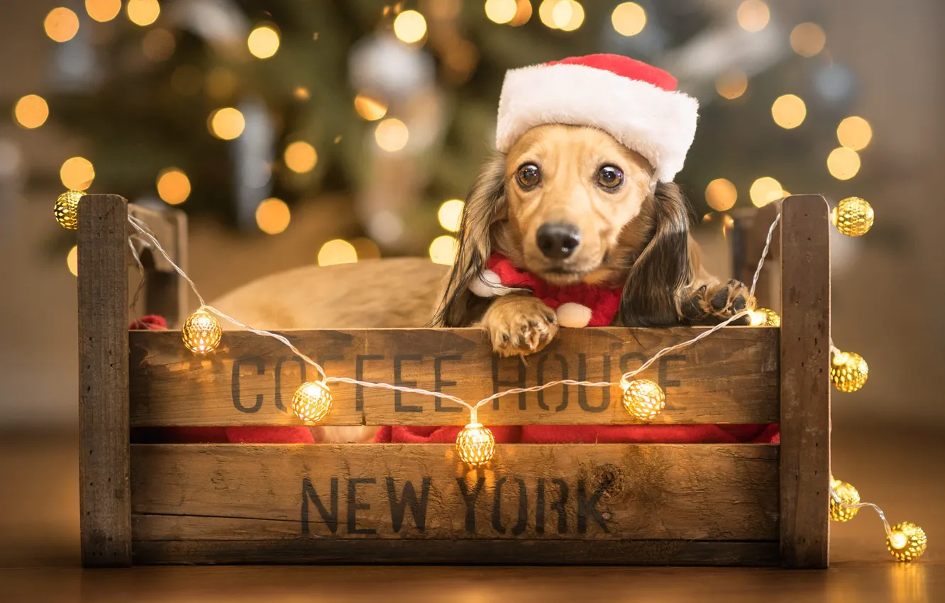 Фото обои взгляд, шарики, огни, поза, надпись, собака, Рождество, Новый год