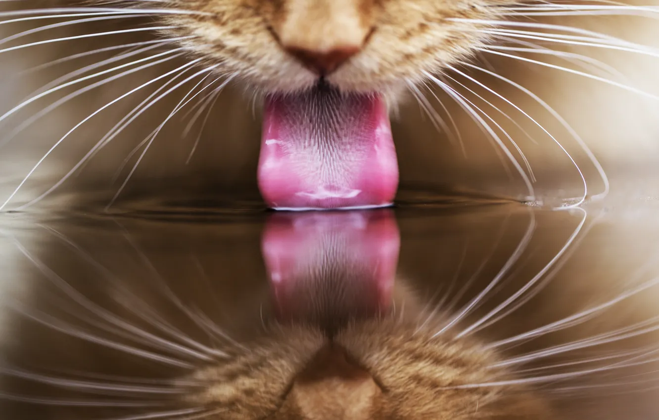 Фото обои язык, кошка, кот, вода, отражение, рыжий, пьет