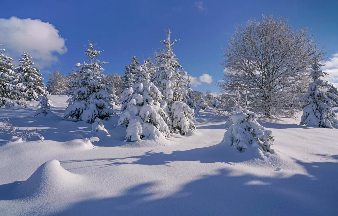 Фото обои зима, снег, деревья, Германия, ели, сугробы, Germany, Баден-Вюртемберг