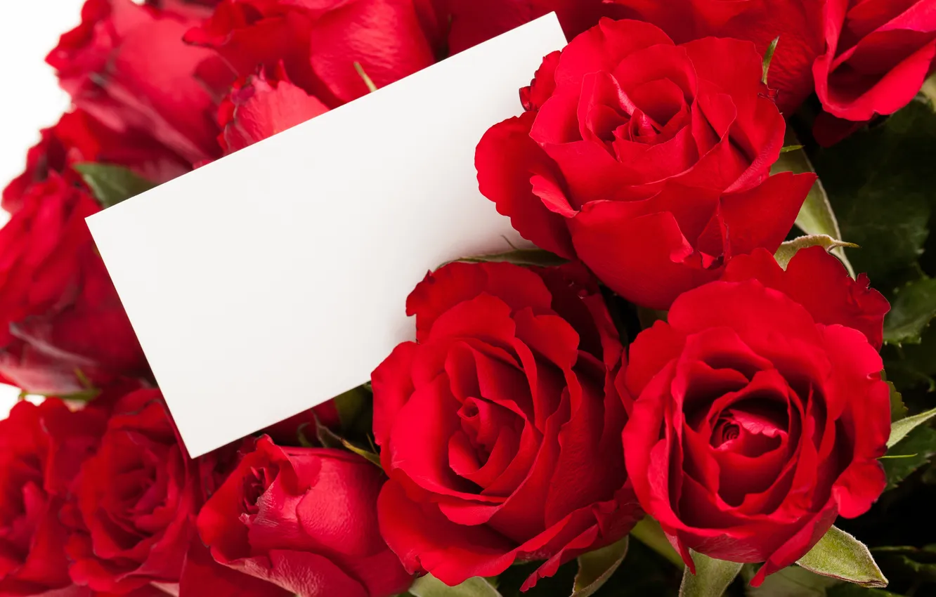 Фото обои розы, Цветы, открытка